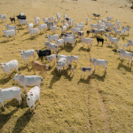 Pastejo rotacionado é a estratégia analisada por João Eustáquio De Almeida Junior para elevar a produtividade e reduzir impactos ambientais na pecuária.