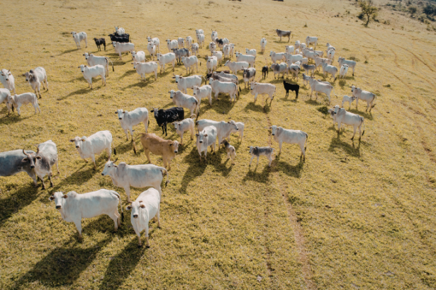 Pastejo rotacionado é a estratégia analisada por João Eustáquio De Almeida Junior para elevar a produtividade e reduzir impactos ambientais na pecuária.