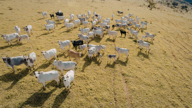 Pastejo rotacionado é a estratégia analisada por João Eustáquio De Almeida Junior para elevar a produtividade e reduzir impactos ambientais na pecuária.