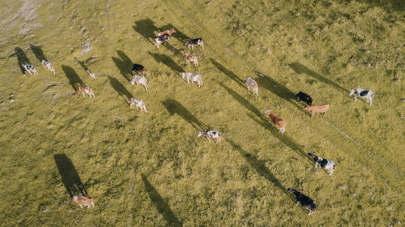 Ao abordar o pastejo rotacionado, João Eustáquio De Almeida Junior mostra como a técnica agrega valor produtivo e ambiental ao sistema pecuário.